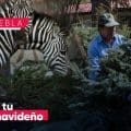 Recicla tu árbol de navidad y consigue un 2×1 en Africam Safari o Arboterra