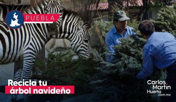 Recicla tu árbol de navidad y consigue un 2×1 en Africam Safari o Arboterra