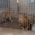 Rescatan a dos leones tras cateo en el municipio de Oriental