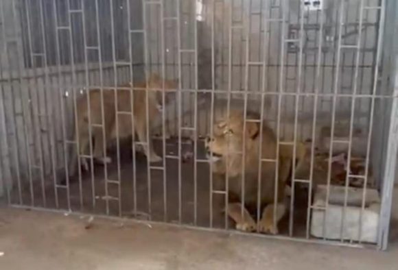 Rescatan a dos leones tras cateo en el municipio de Oriental