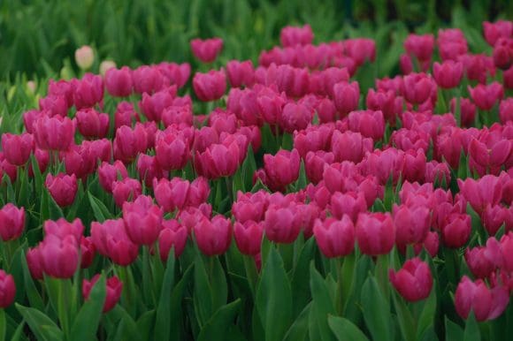 Puebla, uno los principales productores de rosas y tulipanes