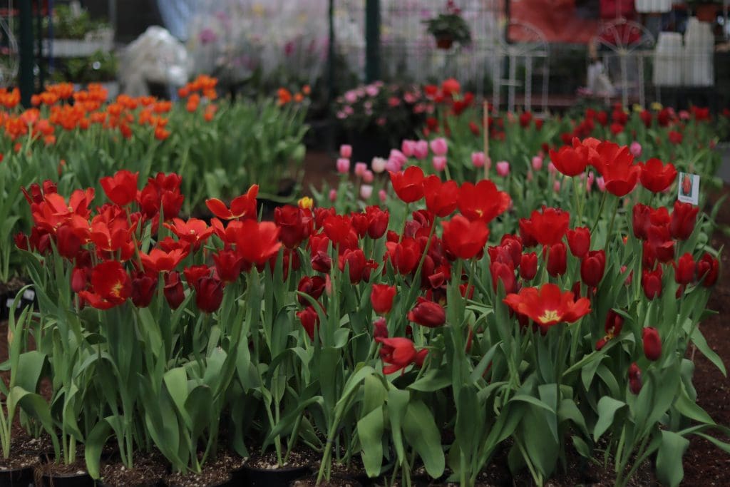 Tulipanes en Atlixco