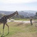 ¡Benito, la jirafa, cumple un año en Africam Safari!