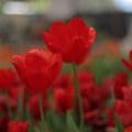 ¡Florece la primavera en Atlixco! Descubre la magia de los tulipanes