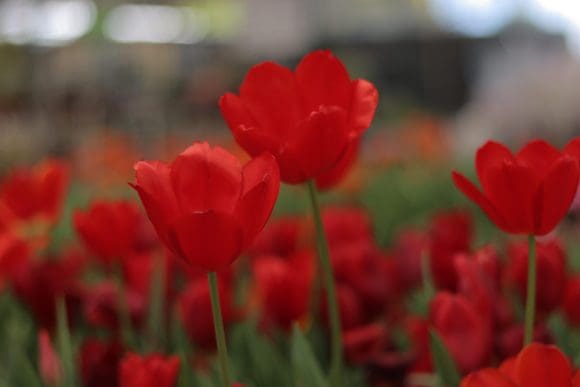 b60d1e18-7ba1-42c8-8ab9-4206aae7e7e4 ¡Florece la primavera en Atlixco! Descubre la magia de los tulipanes