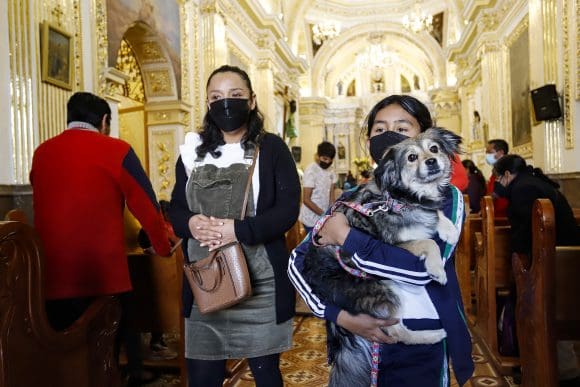 Bendición de mascotas este viernes en el templo de San Antonio
