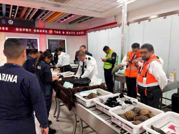 Aseguramiento_Aeropuerto_006 Profepa asegura 120 tortugas y 16 ranas vivas en el AICM; pretendían enviarlas a Japón