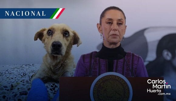 Claudia Sheinbaum - ley nacional protección animal Sheinbaum plantea ley nacional para la protección de animales