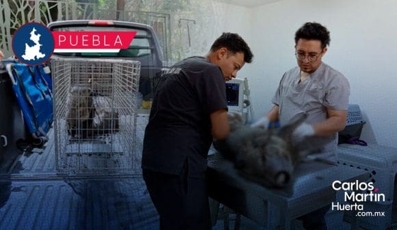 Aplican eutanasia a pecarí atropellado afuera de Flor del Bosque