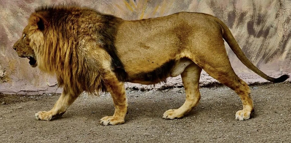 Muere trabajador de zoológico tras ataque de león en Tamaulipas