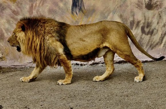 León - Zoológico Altamira Muere trabajador de zoológico tras ataque de león en Tamaulipas