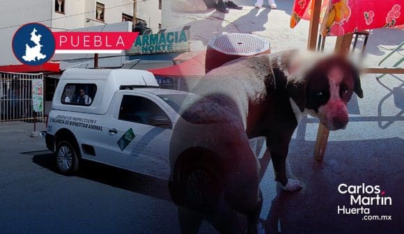 Perro herido de machetazo es rescatado en Puebla: Un grito contra el maltrato animal