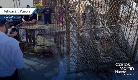 Un puma fue capturado por autoridades en Tehuacán