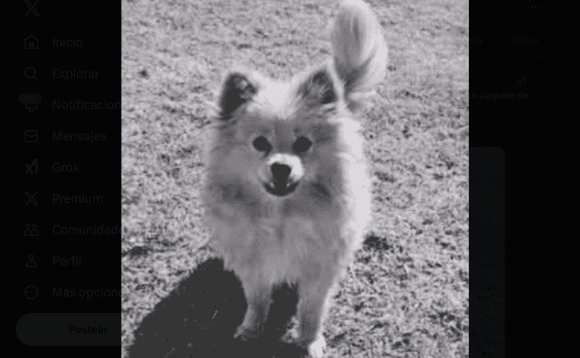 Portada Roban a Rocket, perrito pomerania en Totimehuacan; lo devuelven sin vida en paquete CMH Roban a Rocket, perrito pomerania en Totimehuacan; lo devuelven sin vida en paquete