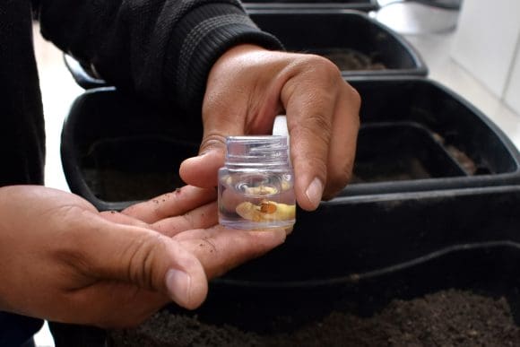 Investigadora del ICUAP combate la plaga de la Gallina Ciega con métodos ecoamigables”