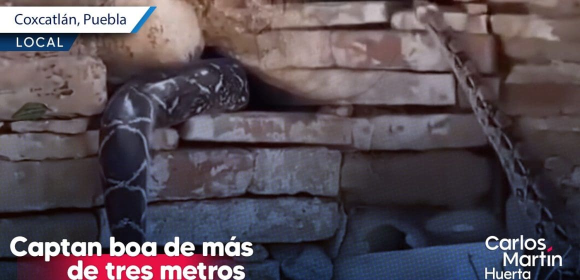 Boa de 3 metros aparece en Puebla: Video capta impresionante avistamiento en San José Tilapa