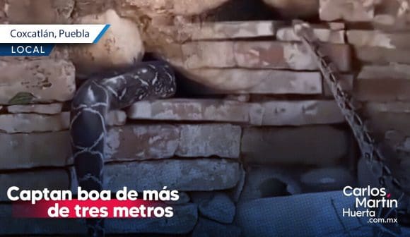 Boa de 3 metros aparece en Puebla: Video capta impresionante avistamiento en San José Tilapa