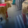 “Vuela alto, Huesitos”: un símbolo de lucha contra la crueldad animal