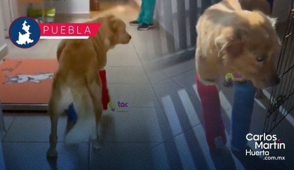 Portada Huesitos da sus primeros pasos Se recupera y lucha contra la crueldad animal CMH Huesitos da sus primeros pasos: Se recupera y lucha contra la crueldad animal