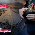 Palenque de Puebla no contará con peleas de gallos