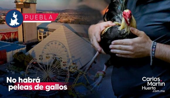 Palenque de Puebla sin peleas de gallos Palenque de Puebla no contará con peleas de gallos