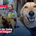 ‘Carolino’, perrito “expulsado” de Filosofía y Letras, ya tiene nuevo hogar