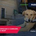 Carolino, el perro guardián de la BUAP, es expulsado: ¿Una decisión necesaria o un error?