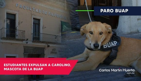 Carolino, el perro guardián de la BUAP, es expulsado: ¿Una decisión necesaria o un error?