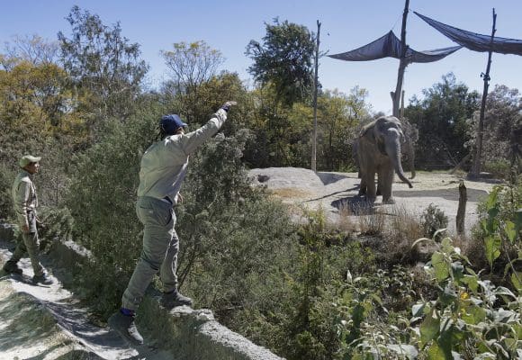 ¿Buscas trabajo en Puebla? Africam abre vacantes temporales para Semana Santa 