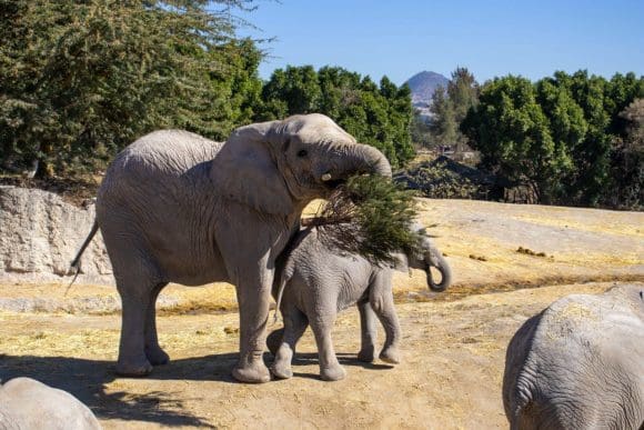 Campaña “Verde Navidad” supera expectativas con 5,000 árboles reciclados
