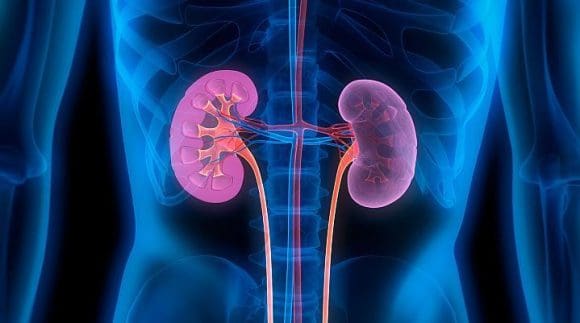 En México 12% de la población padece una enfermedad renal