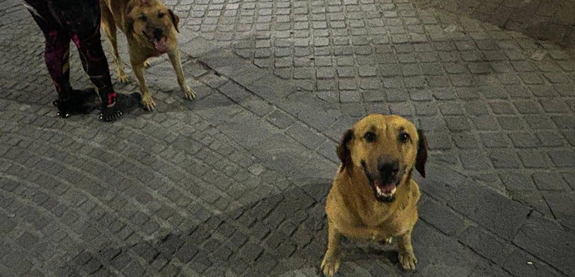 Bienestar Animal y municipios trabajan para proteger a seres sintientes