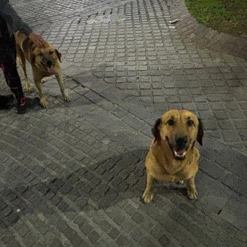 Bienestar Animal y municipios trabajan para proteger a seres sintientes