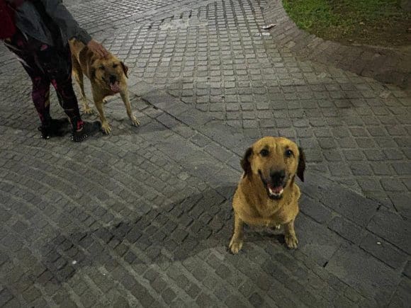 9e591a3a-9d68-4b12-bbd7-e74f07c4ba07 Bienestar Animal y municipios trabajan para proteger a seres sintientes