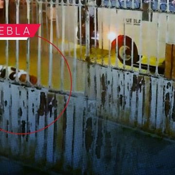 Alimentadora de RUTA tira a abuelita en Bosques de San Sebastián; arrancó antes de que bajara