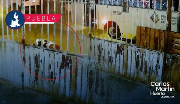 Portada Alimentadora de RUTA tira a abuelita en Bosques de San Sebastián; arrancó antes de que bajara CMH Alimentadora de RUTA tira a abuelita en Bosques de San Sebastián; arrancó antes de que bajara