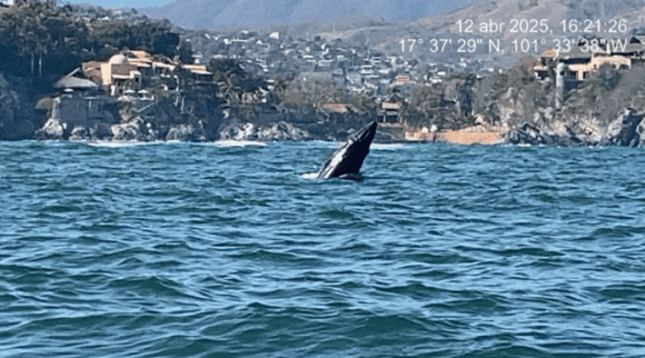 La Marina protege a ballena jorobada y su cría en Zihuatanejo
