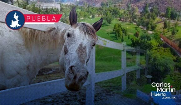 Centro de Bienestar Animal - Parque Bicentenario Parque Bicentenario albergará Centro de Bienestar Animal