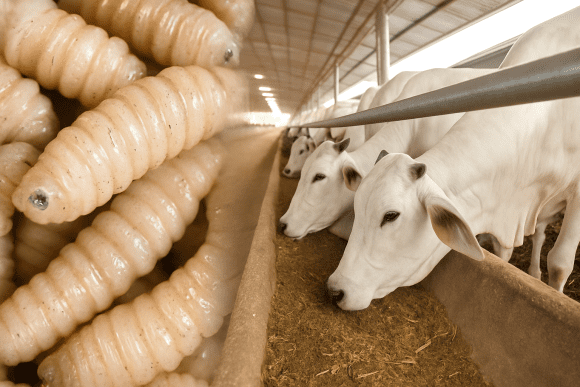 ¿Conoces al Gusano Barrenador y el peligro que representa?