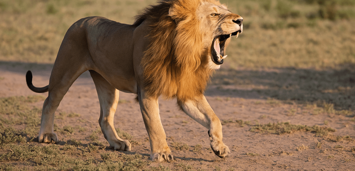 Tragedia en Kenia: una niña de 14 años muere tras ataque de león cerca del Parque Nacional de Nairobi