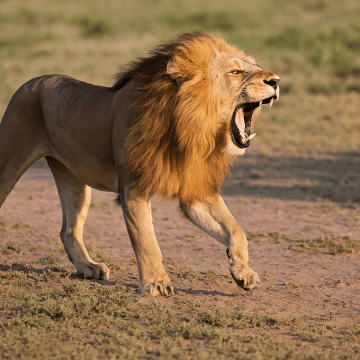 Tragedia en Kenia: una niña de 14 años muere tras ataque de león cerca del Parque Nacional de Nairobi