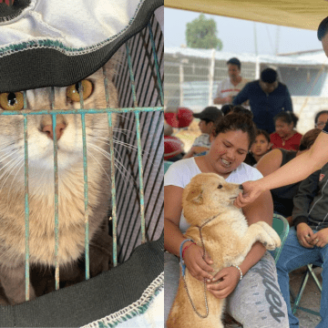 Jornada de Bienestar Animal en la colonia 20 de Noviembre: Compromiso con la tenencia responsable