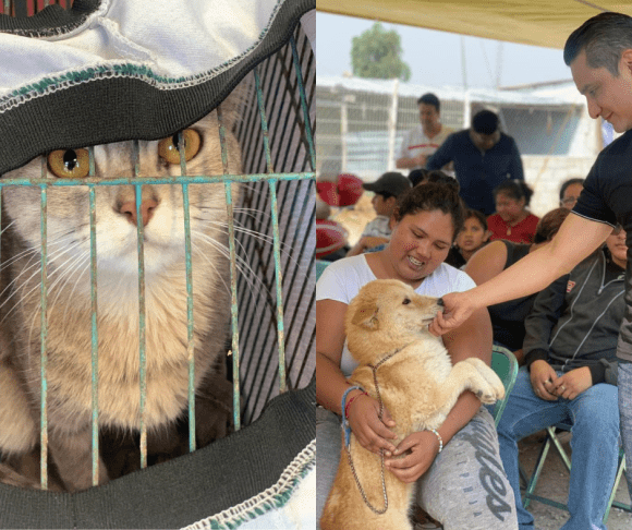 Jornada de Bienestar Animal en la colonia 20 de Noviembre: Compromiso con la tenencia responsable