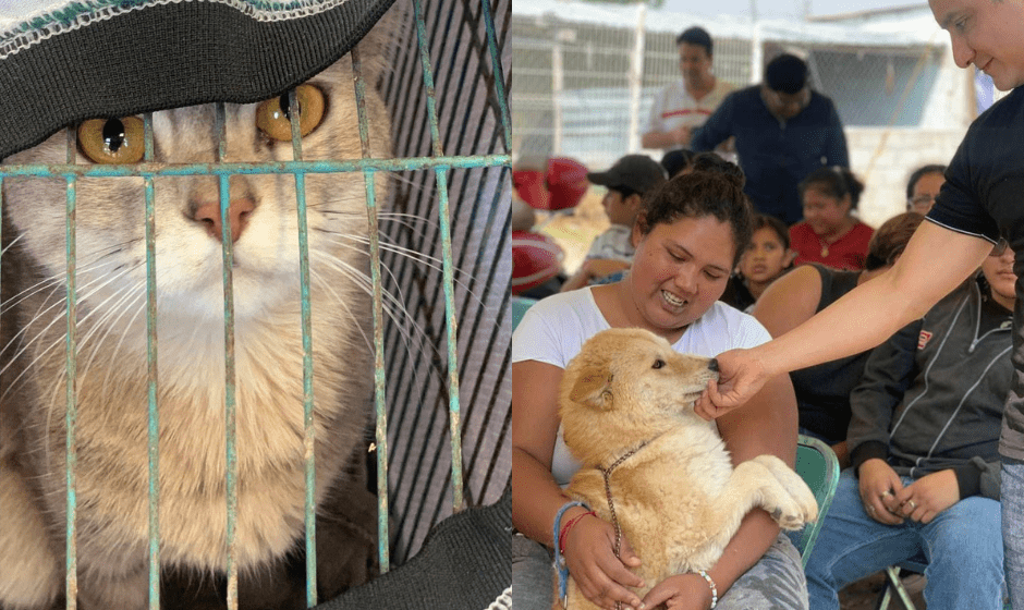 Jornada de Bienestar Animal en la colonia 20 de Noviembre: Compromiso con la tenencia responsable