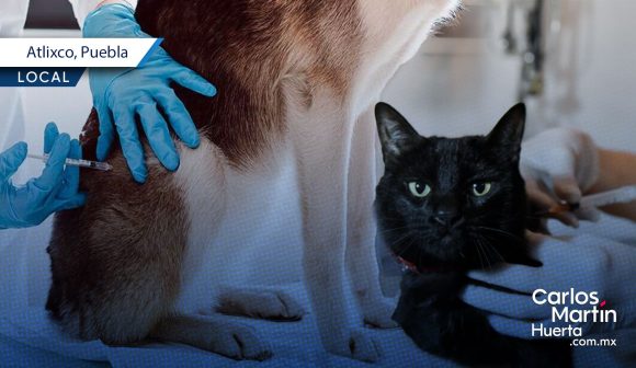 Portada Extienden jornada de vacunación antirrábica para mascotas en Atlixco CMH Extienden jornada de vacunación antirrábica para mascotas en Atlixco