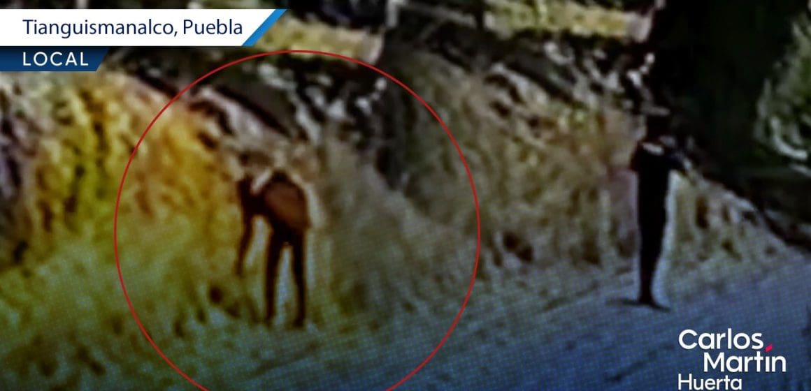 Hombre provoca incendio intencional en Tianguismanalco; vecinos logran controlar las llamas