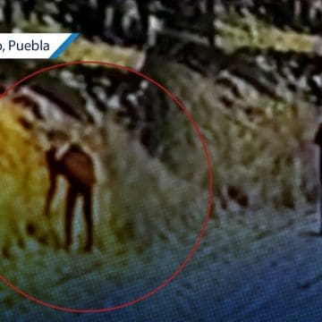 Hombre provoca incendio intencional en Tianguismanalco; vecinos logran controlar las llamas
