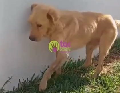 Huesitos perro e1743916402678