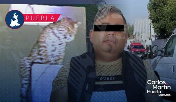Rescatan a jaguar y detienen a hombre tras cateo en inmueble de San Jerónimo Caleras