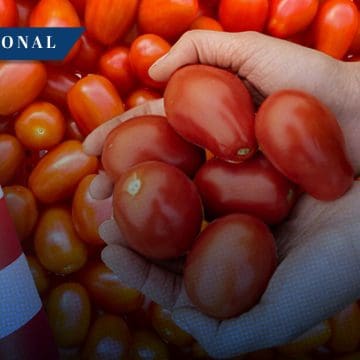Cuota del EE.UU. al jitomate es por supuesta práctica desleal: Agricultura